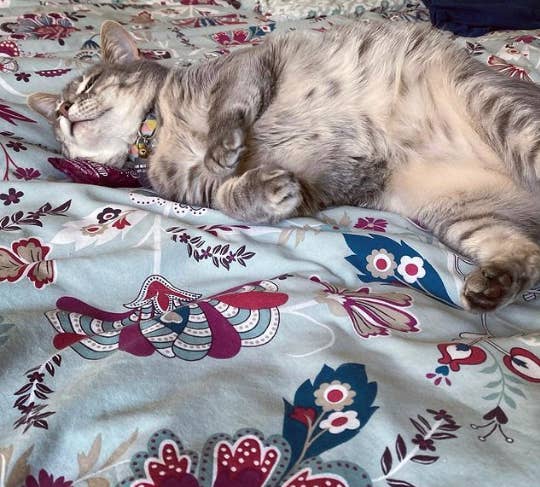 Cute & Whimsical Catnip Pillow Toy for Cats - USA Grown Catnip