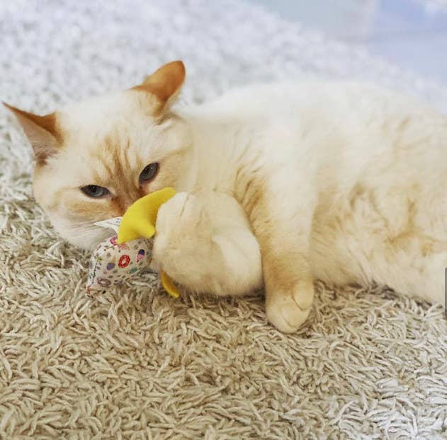 Toss About Mini Catnip Pillow Cat Toy - 1 PC