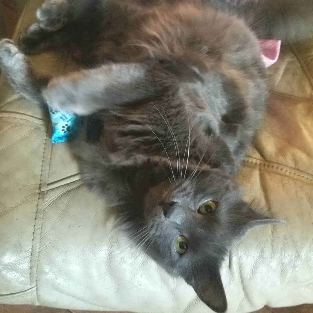 Toss About Mini Catnip Pillow Cat Toy - 1 PC