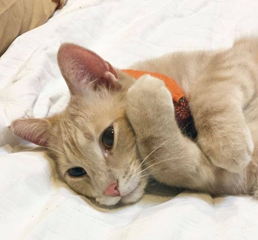 Toss About Mini Catnip Pillow Cat Toy - 1 PC